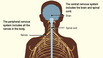 Image of the The nervous system: The central nervous system is made up of the brain and spinal cord. The peripheral nervous system is made up of nerves that branch off from the spinal cord and extend to all parts of the body.